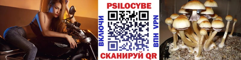 где можно купить   Егорьевск  Галлюциногенные грибы прущие грибы 